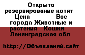 Открыто резервирование котят › Цена ­ 15 000 - Все города Животные и растения » Кошки   . Ленинградская обл.